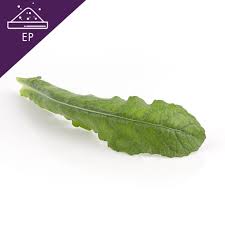 Image result for Elephantopus