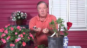 Un certain nombre de variétés de roses sont cultivées et disponible uniquement au roseraie laperriere. How To Grow Miniature Roses With Pictures Wikihow