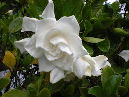 My Gardenia Bush Is In Full Bloom Has Anyone Ever Heard Of Squirrels Eating Them Gardenia Bush Bloom Gardenia