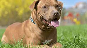 Red nose brindle pitbull puppy. Red Nose Pitbull What To Know Before Buying All Things Dogs All Things Dogs