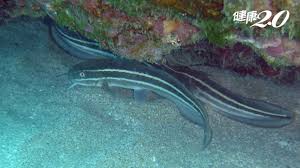 Maybe you would like to learn more about one of these? é€™ç¨®é­šåƒåœŸè™±å»æœ‰æ¯' å°å¤§é†«å¸«è­¦å'Š 4ç¨®æ¯'é­šåƒè¬åˆ¥ç¢° å¥åº·2 0