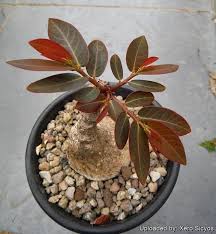 Image result for Phyllanthus