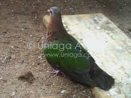 Posted by tok pemgulu at 3:45 pm. Burung Punai Tanah Uniaga Aviary