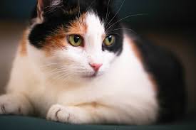 I raw feed the cats (by making a balanced grind of meat, bones, organs, and required additives), though how can i get my cats to lose weight and for them not to gain any weight? How To Help A Fat Cat Lose Weight