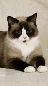 Snowshoe Cute Cats And Kittens Cats Beautiful Cats