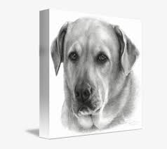 Despite being the boss of an insurance. Clip Art Black And White Labrador Yellow Lab Black And White Png Image Transparent Png Free Download On Seekpng