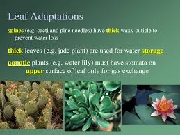 Xylem moves water from roots to the leaves, and phloem moves food from the leaves to the rest of the plant. Monocot Roots Large Vascular Cylinder In Center Ppt Download