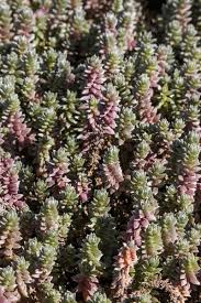 Image result for Chenolea