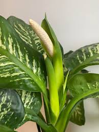 Image result for dieffenbachia flower