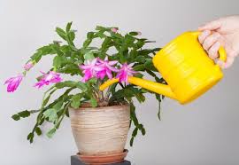 Generally speaking, the christmas cactus is a fairly easy plant to root. How To Adequately Care For The Christmas Cactus Plant The Architecture Designs