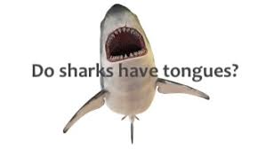 Fish tongues however do not resemble the muscular tongues of humans. Do Sharks Have Tongues Yes But Only Three Sharks Use Them