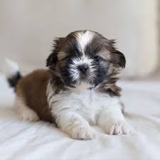 Maybe you would like to learn more about one of these? Mixed Shih Tzu Puppies For Sale Off 62 Www Usushimd Com