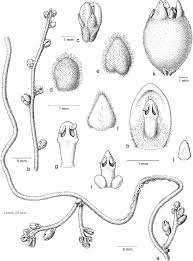 Image result for Cassytha pondoensis