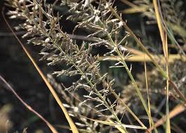 Image result for Pogonarthria