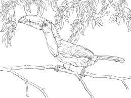 Keel billed toucan on the branch coloring page free. Realistic Keel Billed Toucan Coloring Page Free Printable Coloring Pages For Kids