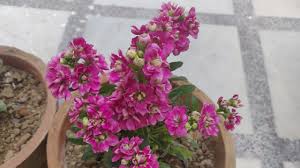 Stock, (genus matthiola), genus of about 50 species of plants in the mustard family (brassicaceae), native to eurasia and southern africa.many stock species are well known for the spicy fragrance of their flowers, and some are grown as ornamentals and for cut flowers. Stock Plant Care Hindi How To Grow Care Stock Plant Flower In Pots Youtube
