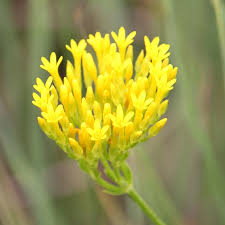 Image result for Sebaea