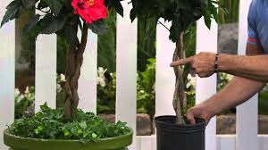 According to hidden valley hibiscus, the braided hibiscus tree is a tropical plant that requires temperatures of 60 to 90 degrees fahrenheit to bloom. Cottage Farms 3 In 1 Braided Tropical Hibiscus Tree With Dan Wheeler Youtube