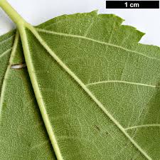 Image result for Morus indica