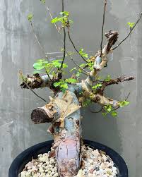 Image result for Commiphora tenuipetiolata