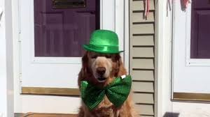 Maybe you are irish, or you love irish culture, that's the reason you are looking for perfect irish dog names. Top Irish Names For Dogs