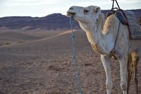 At your mount's pace (a particularly endearing animal) this site is an ideal place to go off and discover toubkal's desert plateaus or the spectacular dunes of foum tizza. Morocco Camel Trekking Night In The Desert Espace