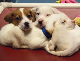 If you want to adopt a pet, we're here to help you. Wisconsin Humane Society Home Facebook