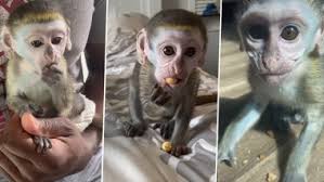 Mojo The Monkey Is The Latest Tiktok Sensation Adorable Videos Document The Baby Primate Growing Up With His Pet Parents Latestly