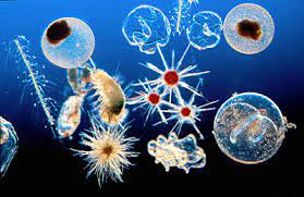 Fitoplankton biasanya berkumpul di zona eufotik yaitu zona dengan intesitas cahaya masih memungkinkan terjadinya proses fotosintesis (arinardi dkk., 1997). Biota Laut Pengertian Manfaat Dan Gambarnya Dosenbiologi Com