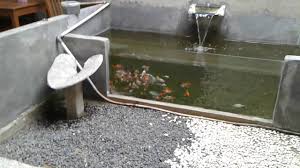 Test Running Kolam Koi Dengan Dinding Kaca Untuk Didalam Rumah Yang Cantik Youtube