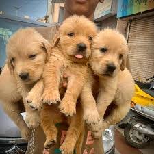 We did not find results for: Sweet Registered Pure Breed Golden Retriever Puppies Male An Dogs For Sale In Aarey Milk Colony Mumbai Click In