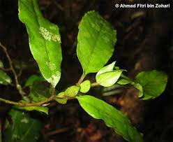 Image result for Antidesma