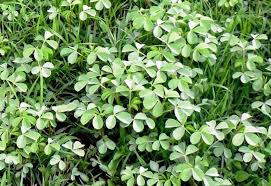 Image result for Crotalaria insignis