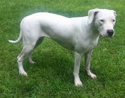 Dogo Argentino Facts Habitat Diet And Size With Pictures