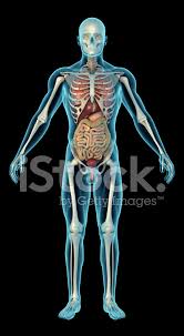 Insgesamt verfügt der menschliche körper über 206 bis 212 knochen. Menschlichen Korper Mit Skelett Und Innere Organe Stockfotos Freeimages Com