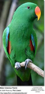 Eclectus Parrots Beauty Of Birds