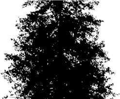 Nicepng also collects a large amount of related image material, such as pine tree ,pine tree clip art ,christmas tree vector. Download Pine Tree Clipart Shadow Redwood Tree Silhouette Vector Png Image With No Background Pngkey Com