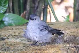 Bluejay and Iris rocks. My favorite flower is the Iris, but the Bluejay is  not exactly my favorite bird because they would peck at my cats head  because their nest was near
