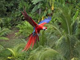Image result for macaw parrot hd