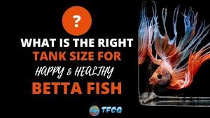 If your betta fish is swimming erratically then you've come to the right place. What Is The Best Tank Size For Betta Fish Bowls Kits Reviewed 2021