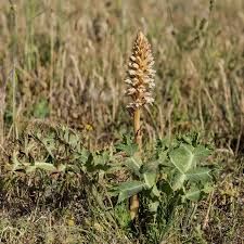 Image result for Orobanche