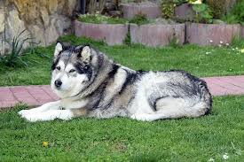 They are known to enjoy any human interaction, including strangers. Giant Alaskan Malamute Temperament Size And Other Facts