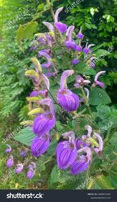 Image result for Brillantaisia oligantha