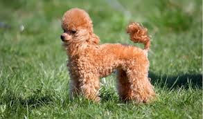 Miniature Poodle Breed Facts And Information Petcoach