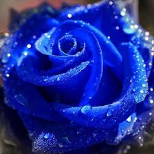 Blue Rose With Water Drops Blue Roses Rose Seeds Pretty Flowers