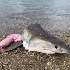 Apr 02, 2012 · shark experts richard ellis and john e. Dismembered Great White Shark Head Found Washed Up On Nz Beach