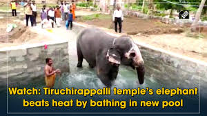Baby elephant bath time video link: Watch Tiruchirappalli Temple S Elephant Beats Heat By Bathing In New Pool City Times Of India Videos