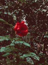 The Origin Of The Red Rose Red Roses Goddess Of Love Rose