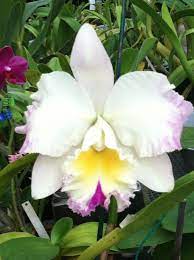 Orchid Of The Week Potinara Clouds Creek Heavenly Scent Orchids Cattleya Flowers