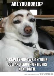 How To Have Fun With A Dog And A Magic Marker How To Draw Eyebrows Funny Animals Funny Pictures